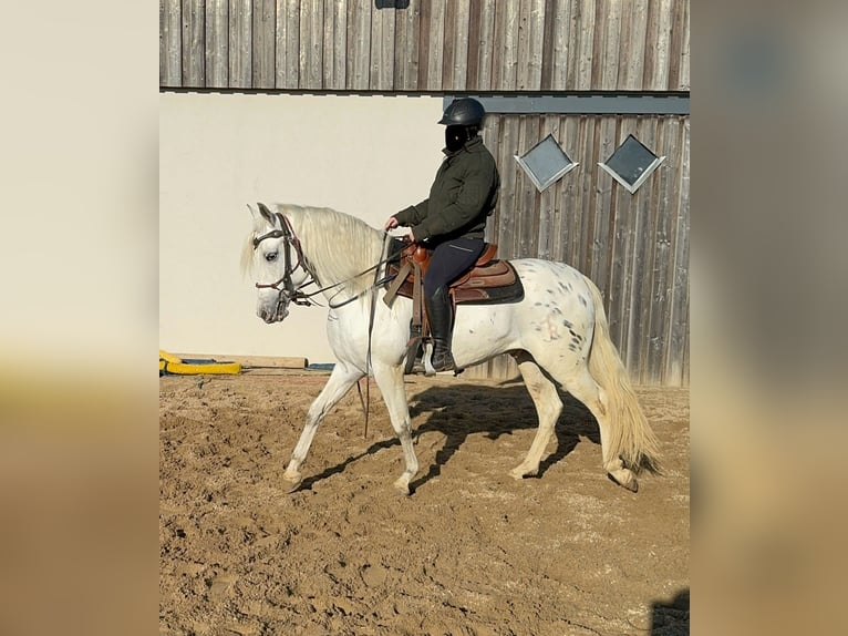 Appaloosa Mestizo Caballo castrado 4 años 152 cm Atigrado/Moteado in Daleiden