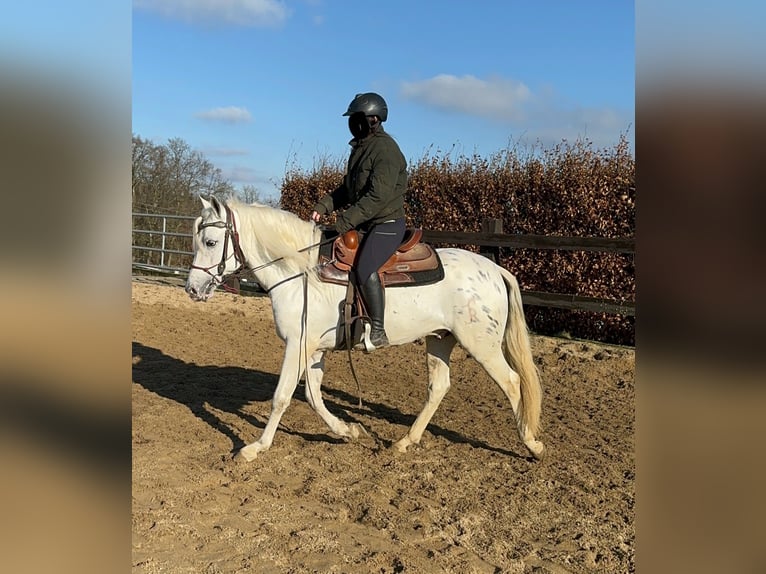 Appaloosa Mestizo Caballo castrado 4 años 152 cm Atigrado/Moteado in Daleiden