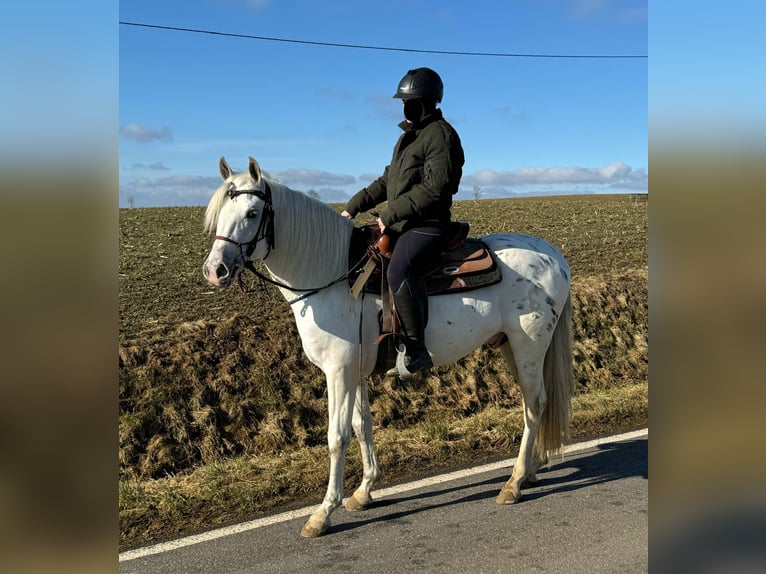 Appaloosa Mestizo Caballo castrado 4 años 152 cm Atigrado/Moteado in Daleiden