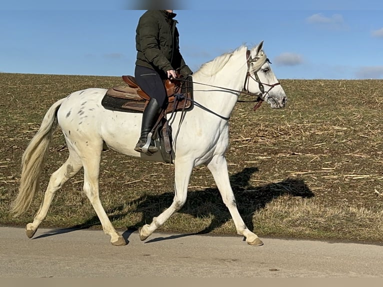 Appaloosa Mestizo Caballo castrado 4 años 152 cm Atigrado/Moteado in Daleiden