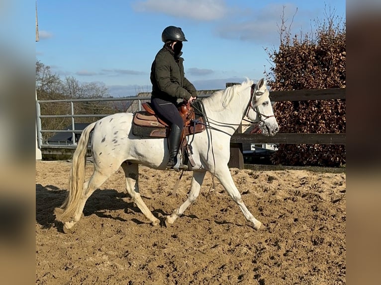 Appaloosa Mestizo Caballo castrado 4 años 152 cm Atigrado/Moteado in Daleiden