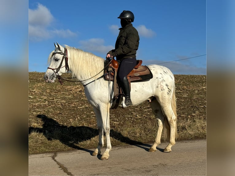 Appaloosa Mestizo Caballo castrado 4 años 152 cm Atigrado/Moteado in Daleiden