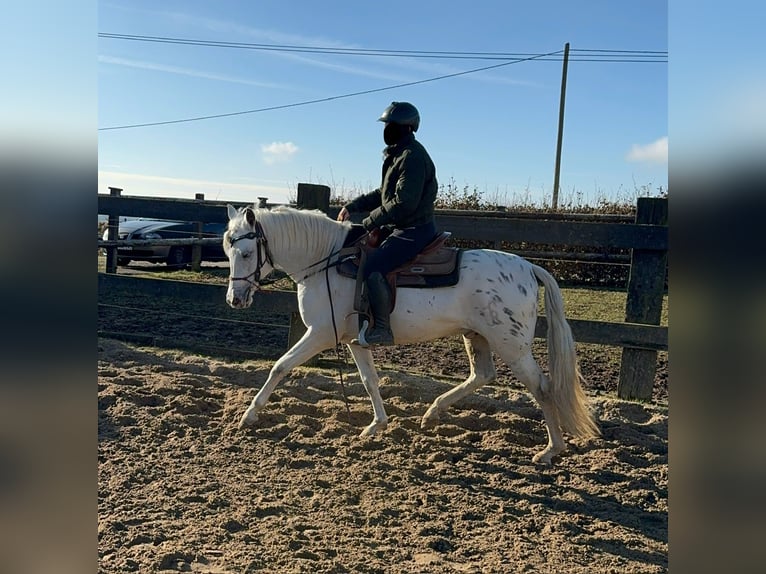 Appaloosa Mestizo Caballo castrado 4 años 152 cm Atigrado/Moteado in Daleiden