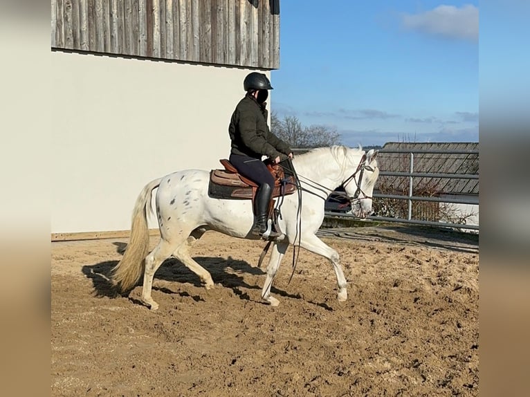 Appaloosa Mestizo Caballo castrado 4 años 152 cm Atigrado/Moteado in Daleiden