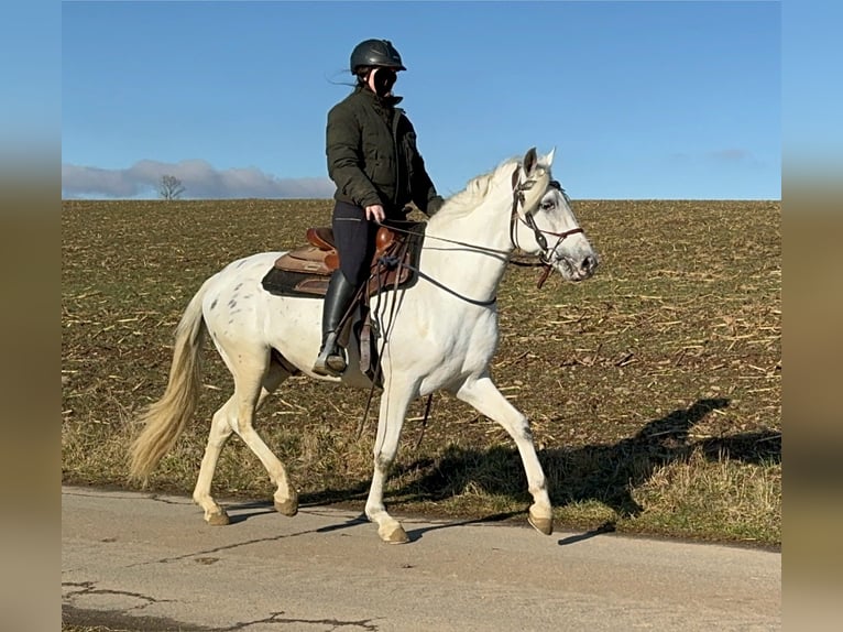 Appaloosa Mestizo Caballo castrado 4 años 152 cm Atigrado/Moteado in Daleiden