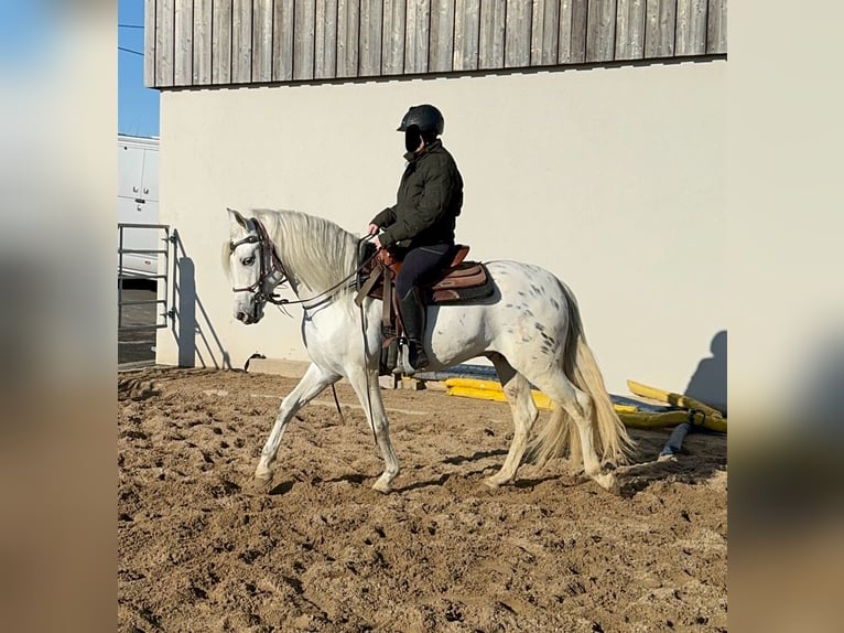 Appaloosa Mestizo Caballo castrado 4 años 152 cm Atigrado/Moteado in Daleiden