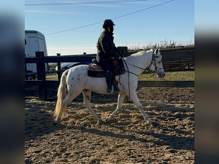 Appaloosa Mestizo Caballo castrado 4 años 152 cm Atigrado/Moteado in Daleiden