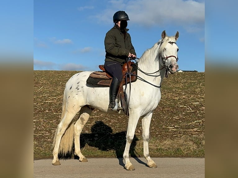 Appaloosa Mestizo Caballo castrado 4 años 152 cm Atigrado/Moteado in Daleiden