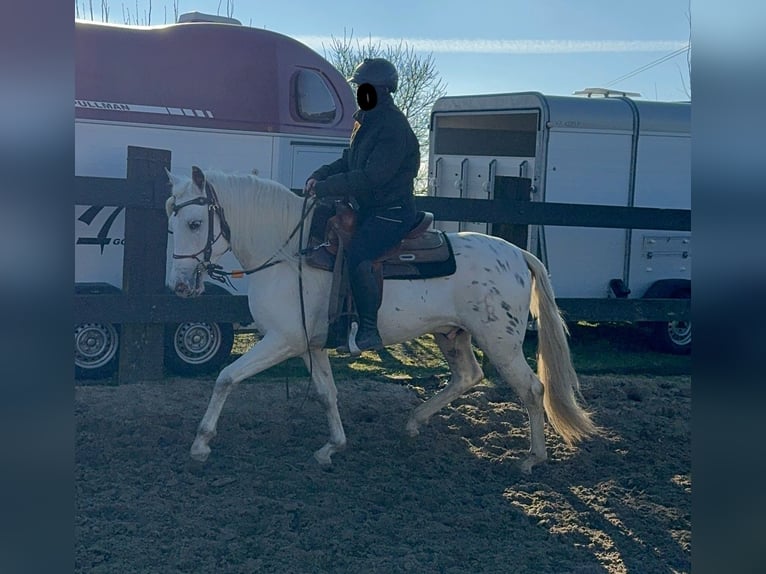 Appaloosa Mestizo Caballo castrado 4 años 152 cm Atigrado/Moteado in Daleiden