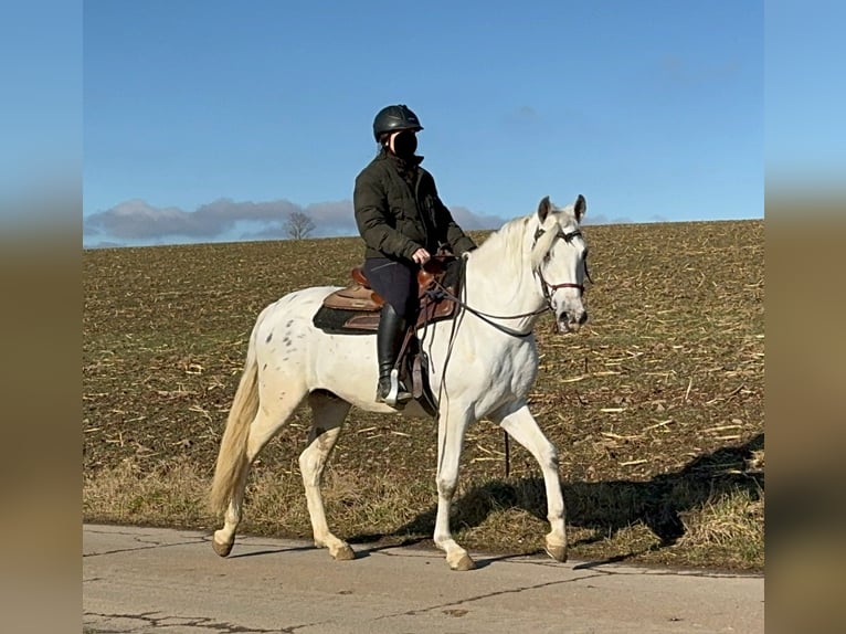 Appaloosa Mestizo Caballo castrado 4 años 152 cm Atigrado/Moteado in Daleiden