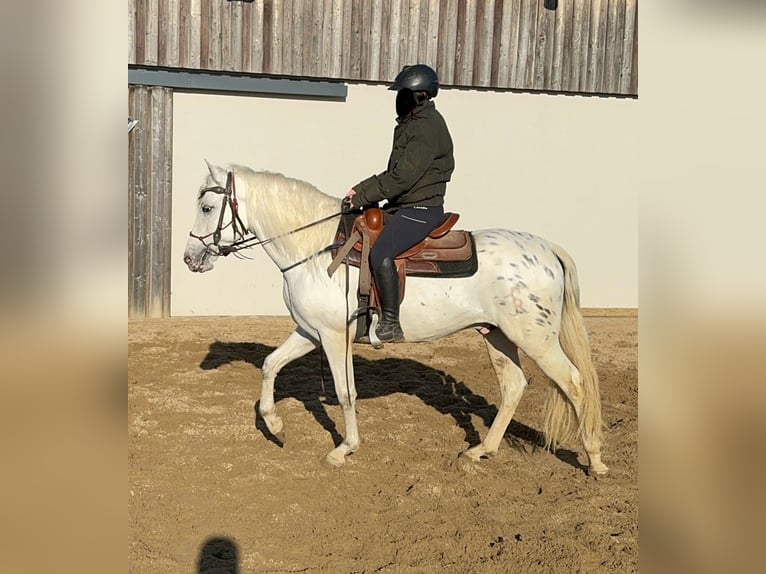 Appaloosa Mestizo Caballo castrado 4 años 152 cm Atigrado/Moteado in Daleiden