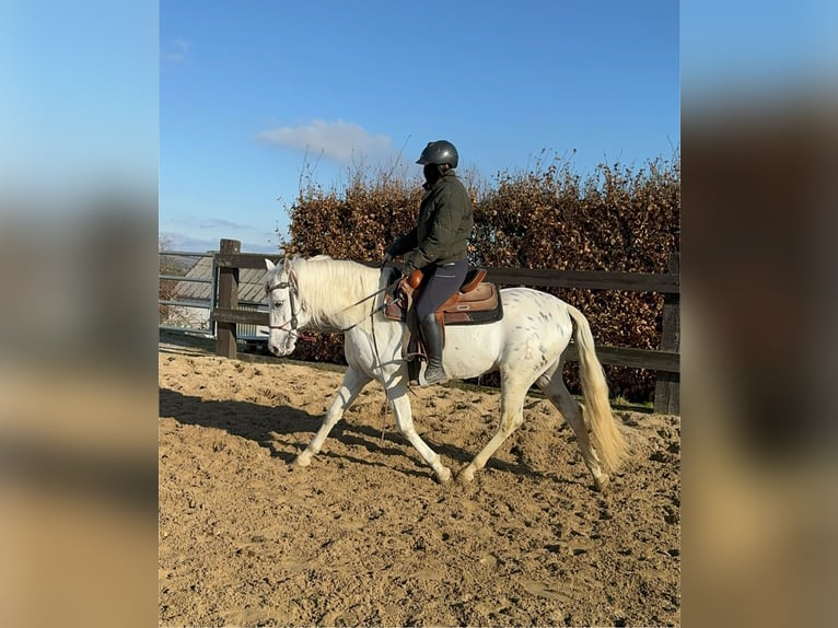 Appaloosa Mestizo Caballo castrado 4 años 152 cm Atigrado/Moteado in Daleiden