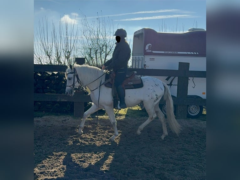 Appaloosa Mestizo Caballo castrado 4 años 152 cm Atigrado/Moteado in Daleiden