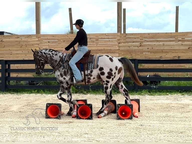 Appaloosa Caballo castrado 4 años 152 cm Atigrado/Moteado in Fort Pierce, FL