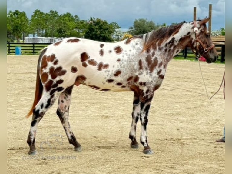 Appaloosa Caballo castrado 4 años 152 cm Atigrado/Moteado in Fort Pierce, FL