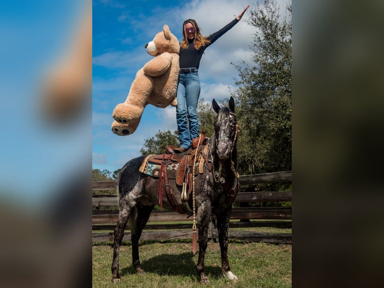 Appaloosa Caballo castrado 4 años 152 cm in Ocala, FL