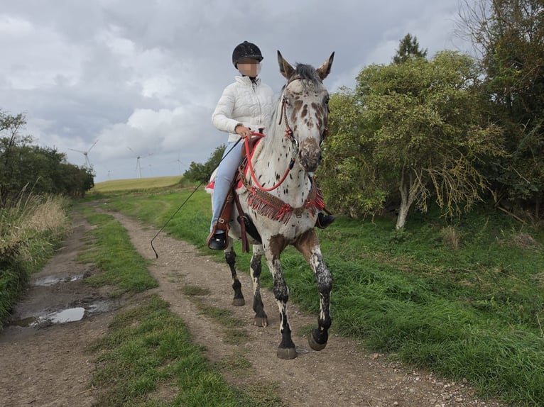 Appaloosa Mestizo Caballo castrado 4 años 153 cm Atigrado/Moteado in Linkenbach