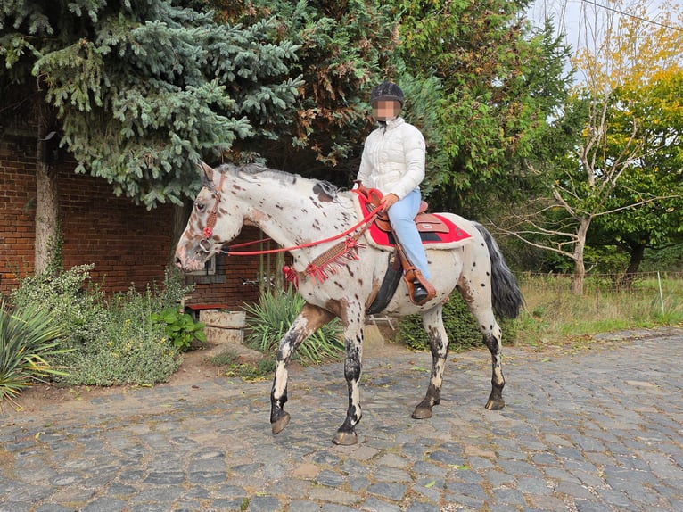 Appaloosa Mestizo Caballo castrado 4 años 153 cm Atigrado/Moteado in Linkenbach