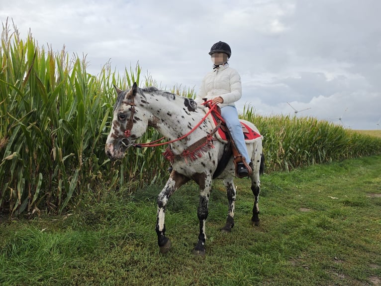 Appaloosa Mestizo Caballo castrado 4 años 153 cm Atigrado/Moteado in Linkenbach