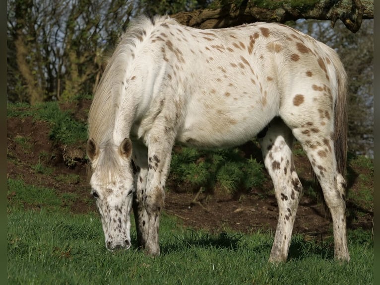 Appaloosa Caballo castrado 4 años 154 cm Atigrado/Moteado in Quimper
