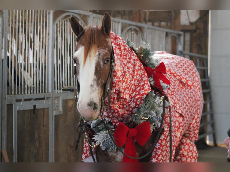 Appaloosa Caballo castrado 4 años 155 cm Alazán-tostado in Cincinnati, IA