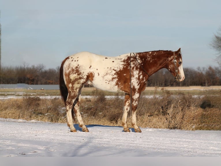 Appaloosa Caballo castrado 4 años 155 cm Alazán-tostado in Cincinnati, IA
