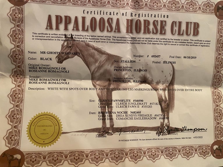 Appaloosa Caballo castrado 4 años 155 cm Negro in North Judson IN