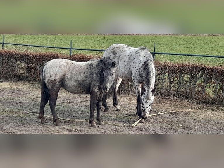 Appaloosa Caballo castrado 4 años 156 cm Atigrado/Moteado in Veghel