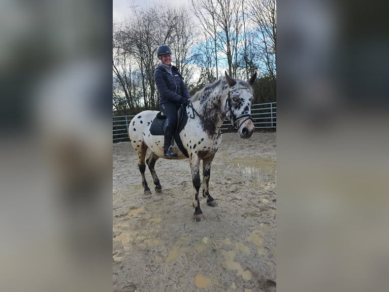 Appaloosa Mestizo Caballo castrado 4 años 156 cm Atigrado/Moteado in Bad Camberg