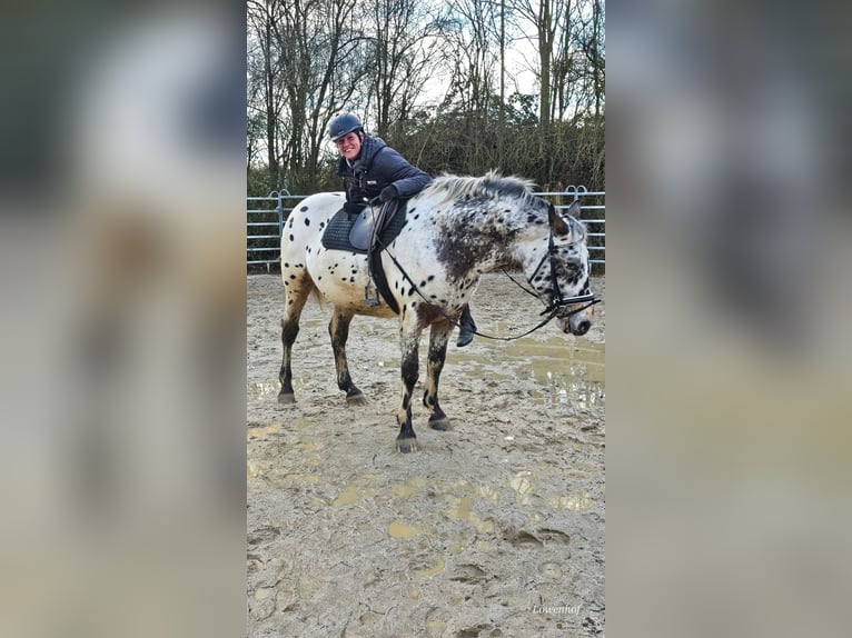 Appaloosa Mestizo Caballo castrado 4 años 156 cm Atigrado/Moteado in Bad Camberg