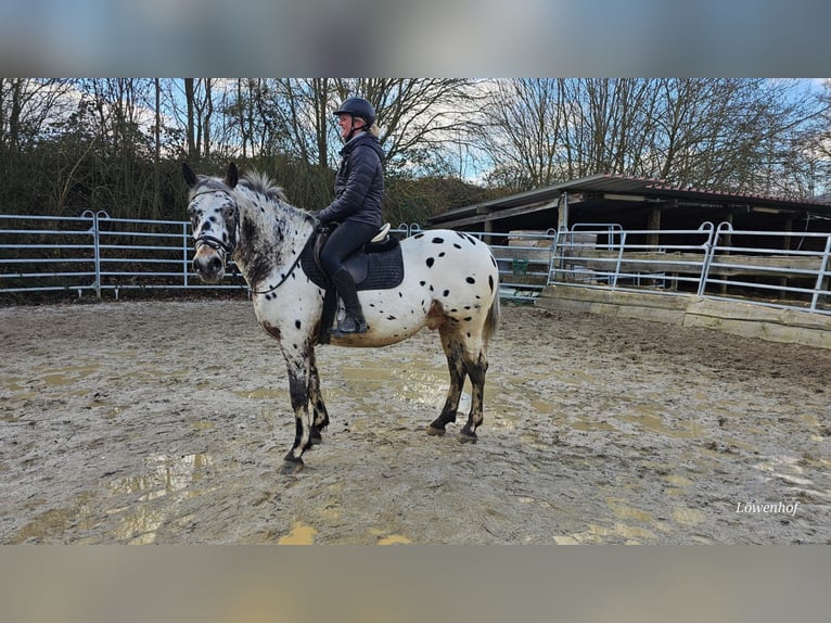 Appaloosa Mestizo Caballo castrado 4 años 156 cm Atigrado/Moteado in Bad Camberg