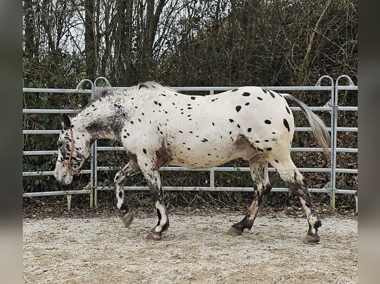 Appaloosa Mestizo Caballo castrado 4 años 156 cm Atigrado/Moteado in Bad Camberg