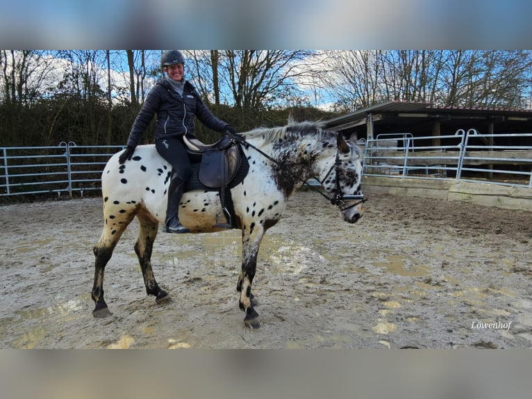 Appaloosa Mestizo Caballo castrado 4 años 156 cm Atigrado/Moteado in Bad Camberg