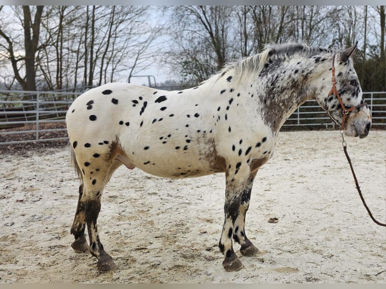 Appaloosa Mestizo Caballo castrado 4 años 156 cm Atigrado/Moteado in Bad Camberg