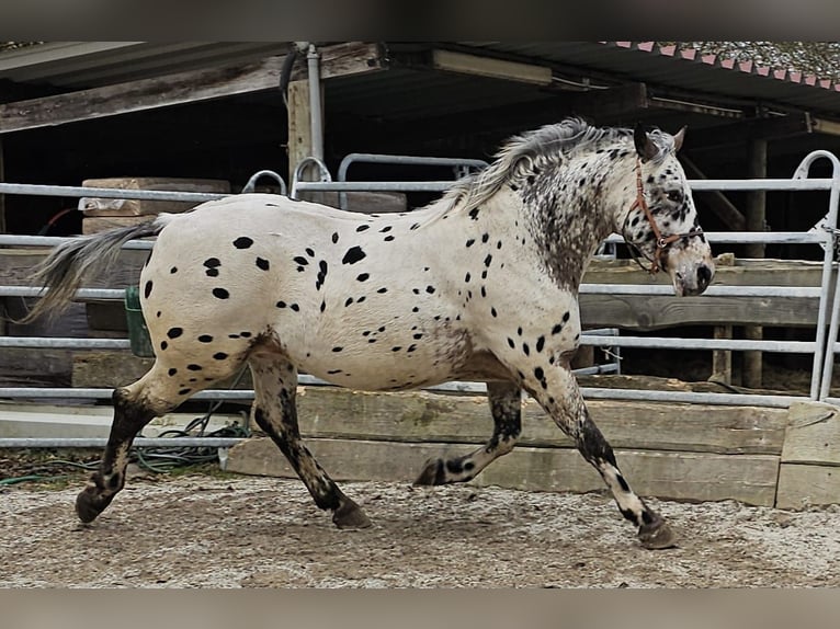 Appaloosa Mestizo Caballo castrado 4 años 156 cm Atigrado/Moteado in Bad Camberg