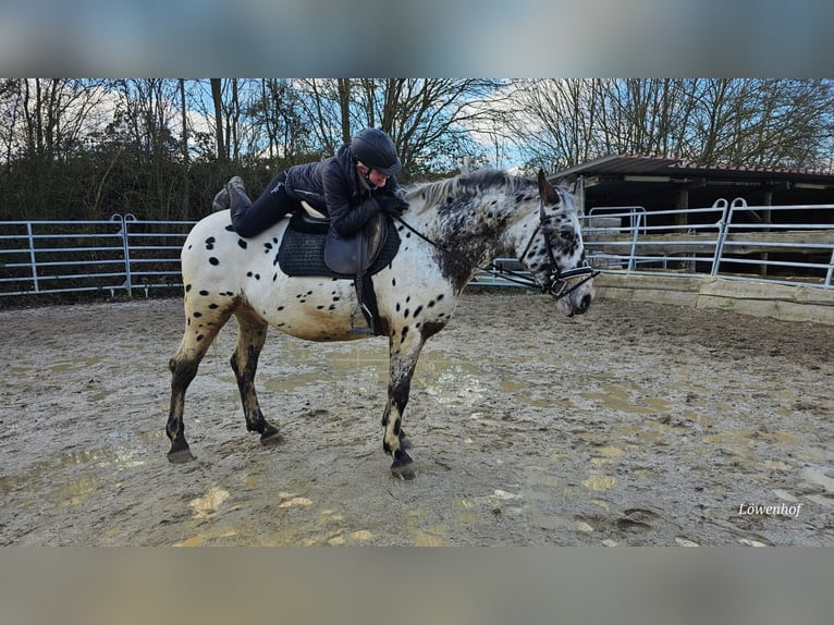 Appaloosa Mestizo Caballo castrado 4 años 156 cm Atigrado/Moteado in Bad Camberg