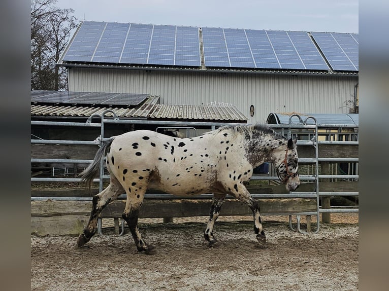 Appaloosa Mestizo Caballo castrado 4 años 156 cm Atigrado/Moteado in Bad Camberg