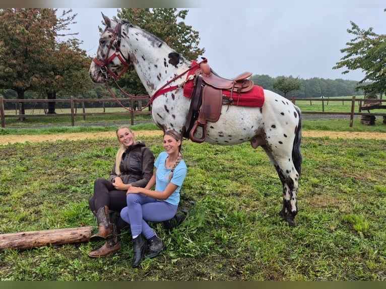 Appaloosa Mestizo Caballo castrado 4 años 156 cm Atigrado/Moteado in Linkenbach