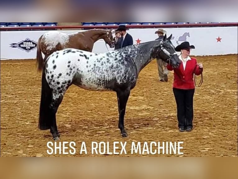 Appaloosa Caballo castrado 4 años 156 cm Castaño rojizo in Luxemburg