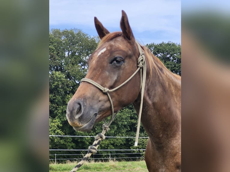 Appaloosa Caballo castrado 4 años 156 cm Castaño rojizo in Luxemburg