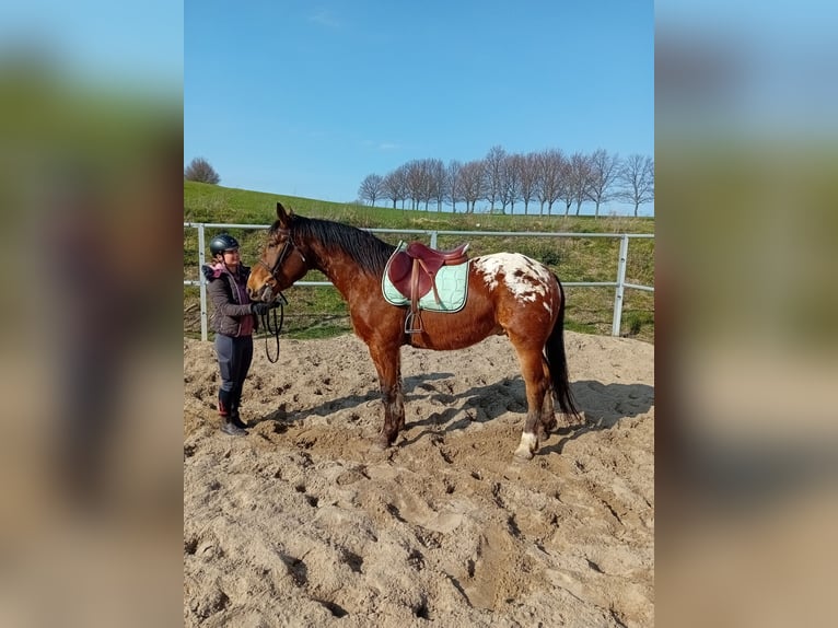 Appaloosa Mestizo Caballo castrado 4 años 158 cm Atigrado/Moteado in Kamenz