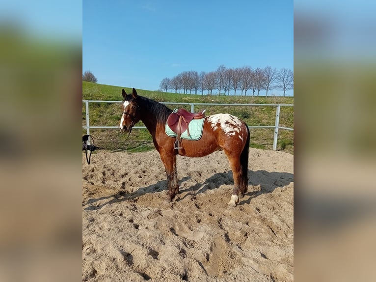 Appaloosa Mestizo Caballo castrado 4 años 158 cm Atigrado/Moteado in Kamenz