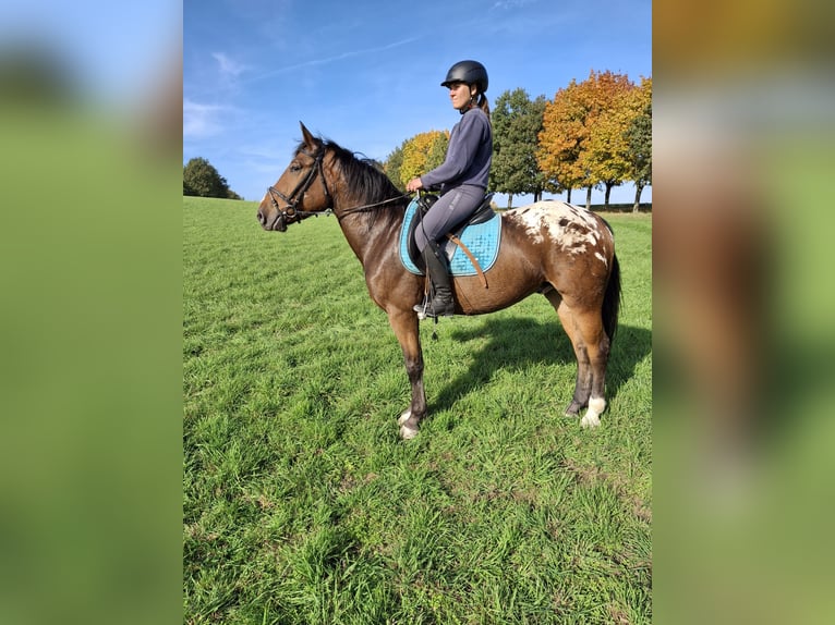 Appaloosa Mestizo Caballo castrado 4 años 158 cm Atigrado/Moteado in Kamenz