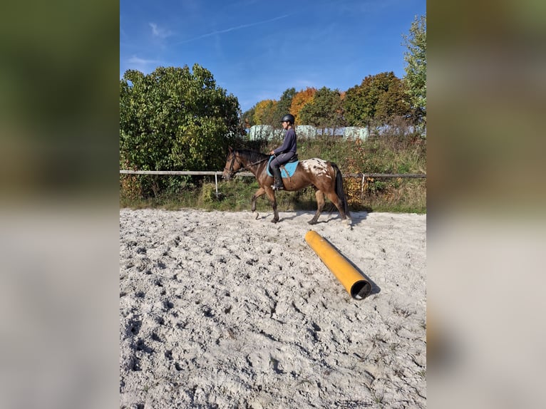 Appaloosa Mestizo Caballo castrado 4 años 158 cm Atigrado/Moteado in Kamenz