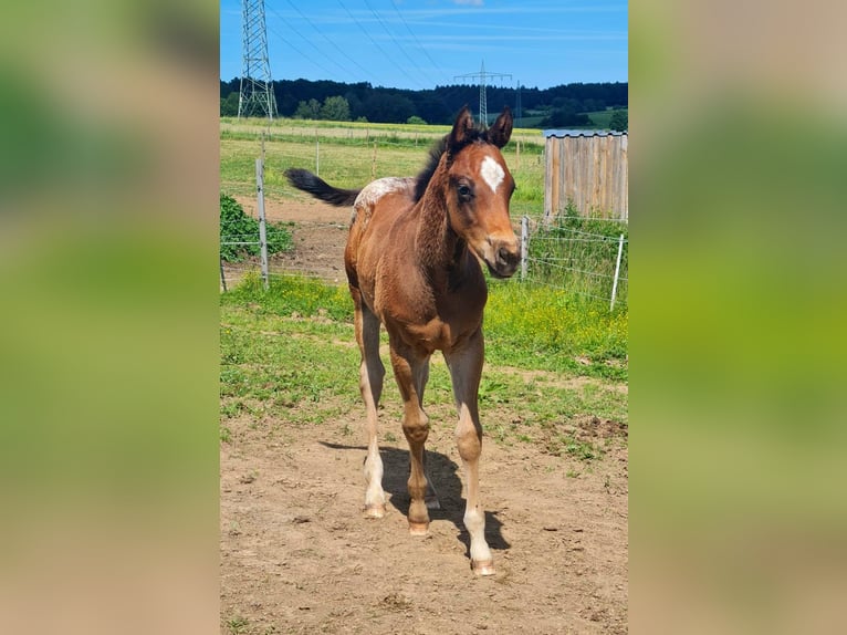 Appaloosa Caballo castrado 4 años 158 cm Castaño-ruano in Morbach