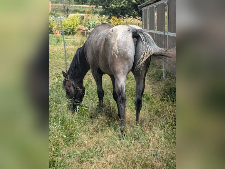 Appaloosa Caballo castrado 4 años 158 cm Castaño-ruano in Morbach