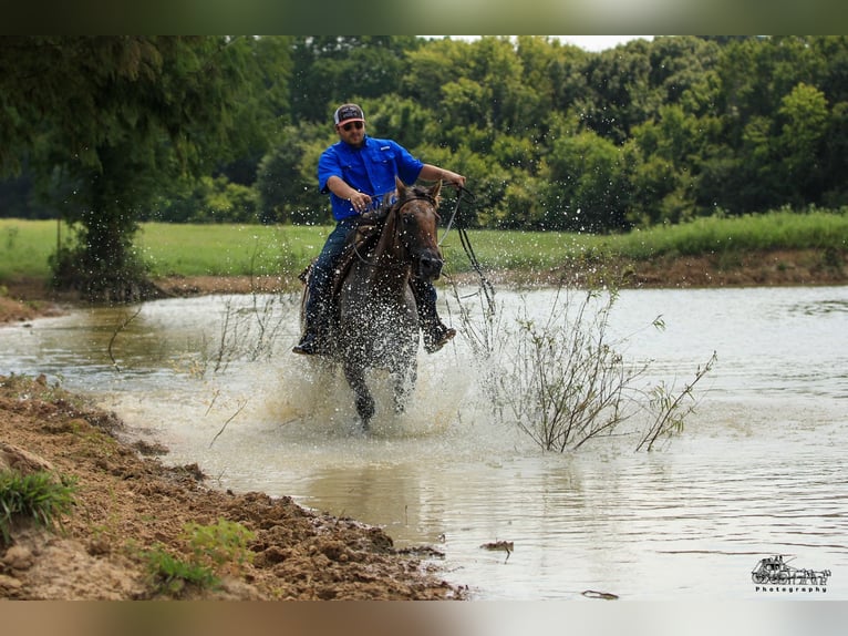 Appaloosa Caballo castrado 4 años 160 cm in Canton, TX