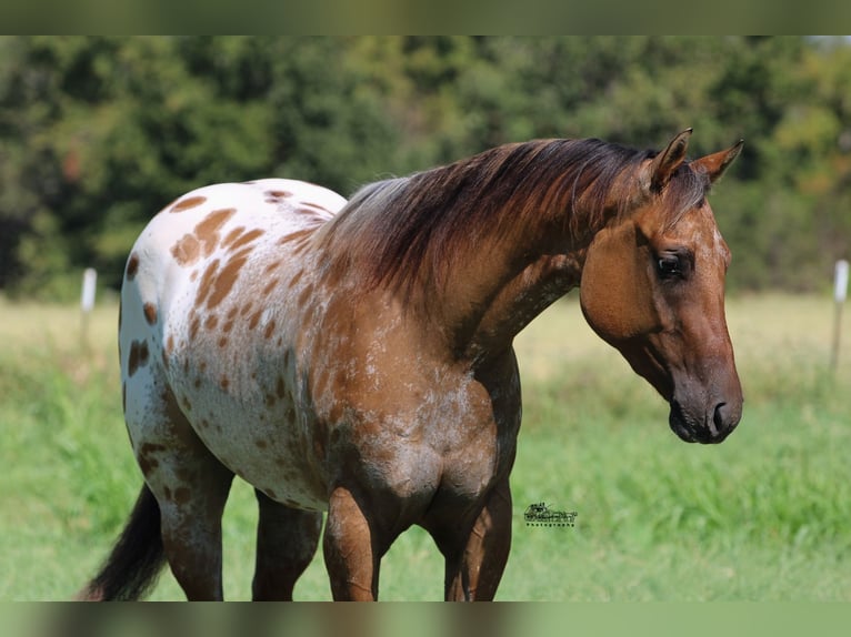 Appaloosa Caballo castrado 4 años 160 cm in Canton, TX