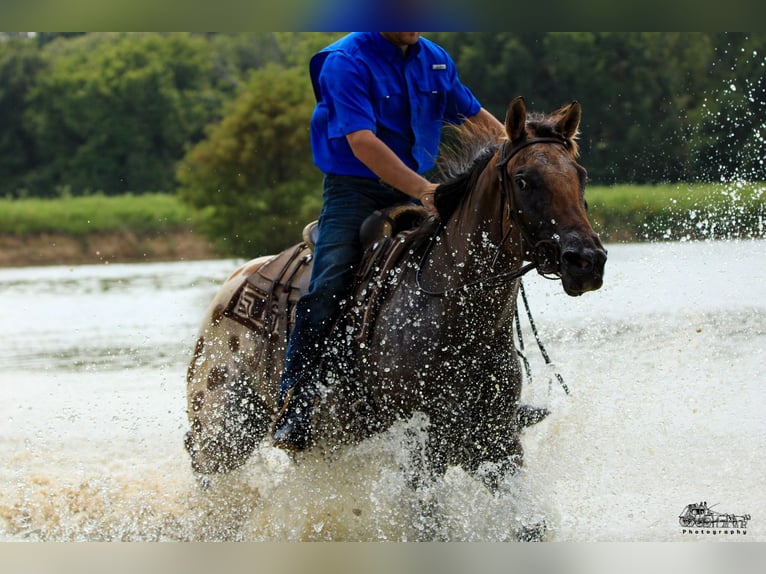 Appaloosa Caballo castrado 4 años 160 cm in Canton, TX