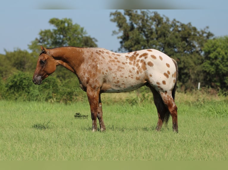 Appaloosa Caballo castrado 4 años 160 cm in Canton, TX
